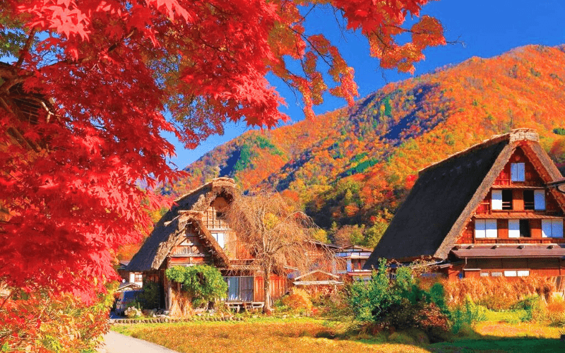Ghé làng cổ Shirakawago - Bức họa mùa thu say đắm du khách